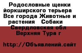 Родословные щенки йоркширского терьера - Все города Животные и растения » Собаки   . Свердловская обл.,Верхняя Тура г.